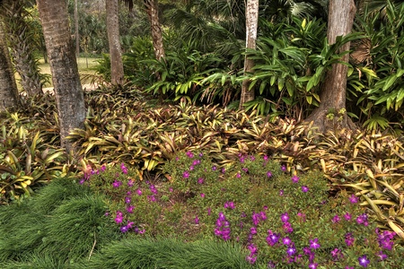 Washington Oaks Garden State Park is near Daytona Beach, Floridaの写真素材