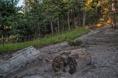The Petrified Forest of the Black Hills in Western South Dakota is a Family Friendly Attraction