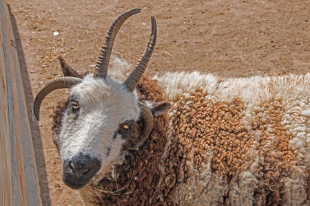 The Great Plains Zoo in Sioux Falls, South Dakota is a family friendly Attraction for all Agesの写真素材