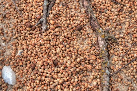The thousands of Snail Shells are Evidence of the invasive Faucet Snail in Bowstring Lake of Northern Minnesotaの写真素材