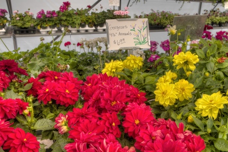Plants growing in a Garden Center in Minnesotaの写真素材
