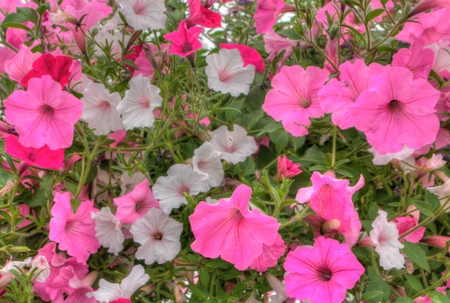 Plants growing in a Garden Center in Minnesotaの写真素材