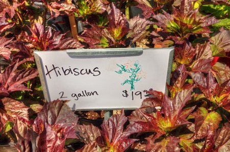 Plants growing in a Garden Center in Minnesotaの写真素材