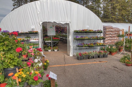 Plants growing in a Garden Center in Minnesotaの写真素材