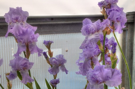 Plants growing in a Garden Center in Minnesotaの写真素材