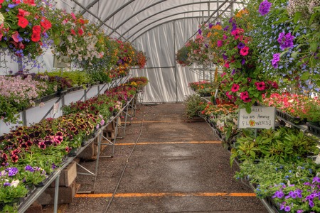 Plants growing in a Garden Center in Minnesotaの写真素材
