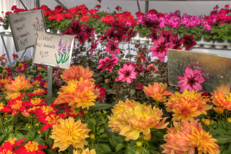 Plants growing in a Garden Center in Minnesotaの写真素材
