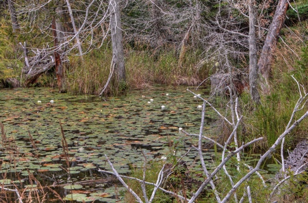 Lake Superior Provincial Park is on the Shore of the Lake in Northern Ontario, Canadaの写真素材