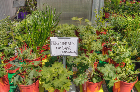 Plants growing in a Garden Center in Minnesotaの写真素材