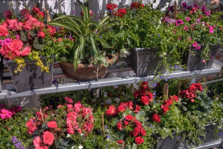 Plants growing in a Garden Center in Minnesotaの写真素材