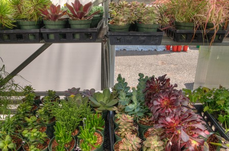 Plants growing in a Garden Center in Minnesotaの写真素材