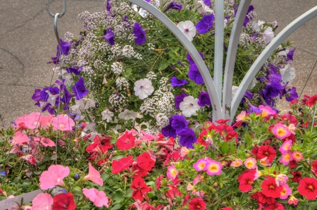 Plants growing in a Garden Center in Minnesotaの写真素材