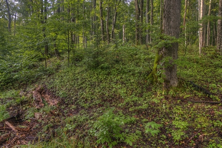 The Painted Rocks National Lakeshore in Upper Michigan has a wide variety of Attractionsの素材 [FY310102008639]