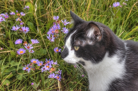 Luna the Adventure Kitty is a feline explorer who travels the midwest and beyond looking for new things to see and new places to visit.の写真素材