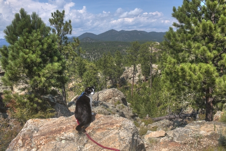 Luna the Adventure Kitty is a feline explorer who travels the midwest and beyond looking for new things to see and new places to visit.の写真素材
