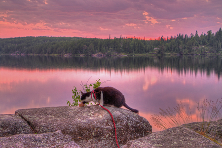 Luna the Adventure Kitty is a feline explorer who travels the midwest and beyond looking for new things to see and new places to visit.の写真素材