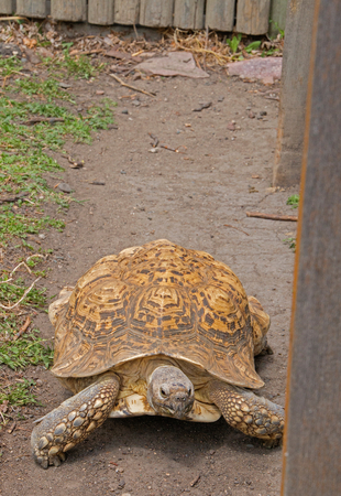 The Zoo in Sioux Falls, South Dakota is a family friendly Attraction for all Agesの写真素材