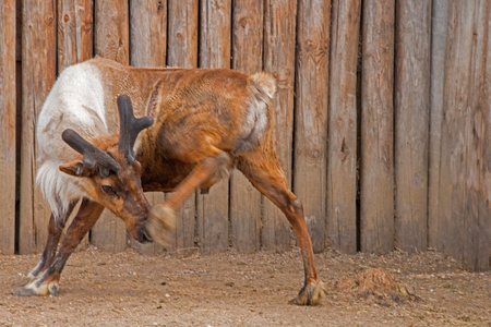 The Zoo in Sioux Falls, South Dakota is a family friendly Attraction for all Agesの写真素材