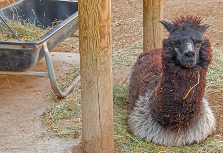 The Zoo in Sioux Falls, South Dakota is a family friendly Attraction for all Agesの写真素材