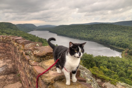 Luna the Adventure Kitty is a feline explorer who travels the midwest and beyond looking for new things to see and new places to visit.の写真素材