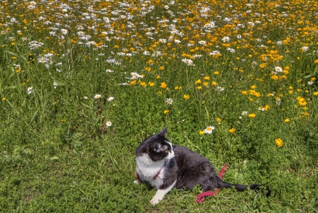 Luna the Adventure Kitty is a feline explorer who travels the midwest and beyond looking for new things to see and new places to visit.の写真素材