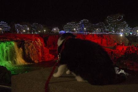 Luna the Adventure Kitty is a feline explorer who travels the midwest and beyond looking for new things to see and new places to visit.の写真素材