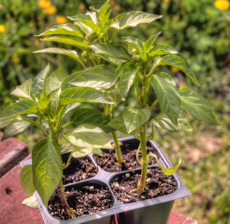 Plants grow in Duluth, Minnesota during the short Summer Growing Seasonの写真素材