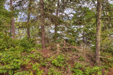 Little American Island is a Historic Site in Voyageurs National Park in Northern Minnesotaの写真素材