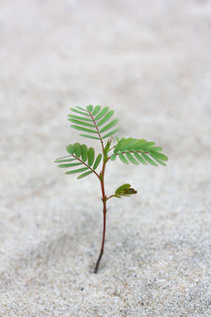 Small Treeの写真素材