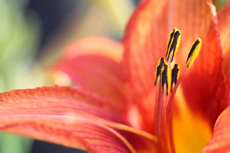 Close Up Of Orange Lilyの写真素材