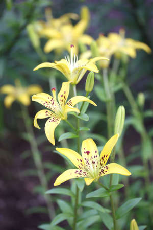 Yellow Liliesの写真素材
