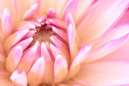 Lavender Dahliaの写真素材