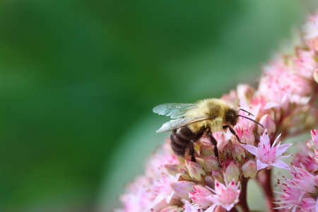 Bee And Flowers