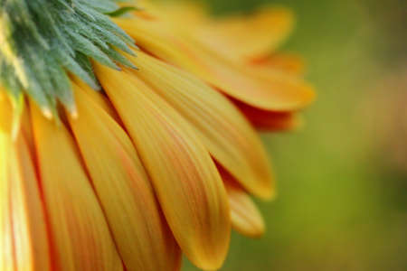 Yellow Gerbera