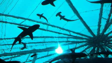 fish shadowsの素材