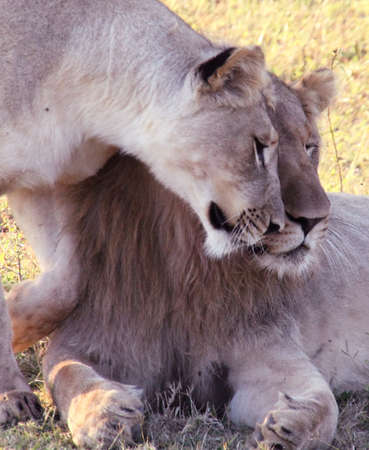 Lion coupleの写真素材