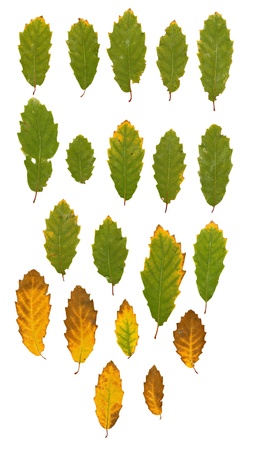 Ash leaves green and yellow, in differents sizes and shapes for compositionsの写真素材