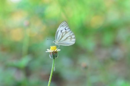 Butterfly on flower.の写真素材