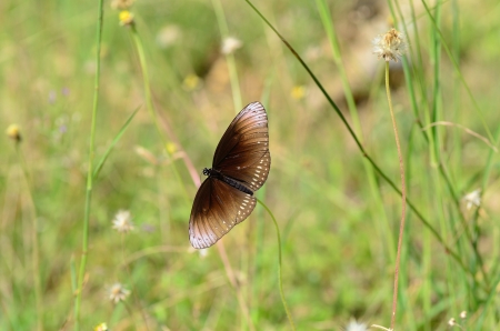 Butterfly on flower.の写真素材