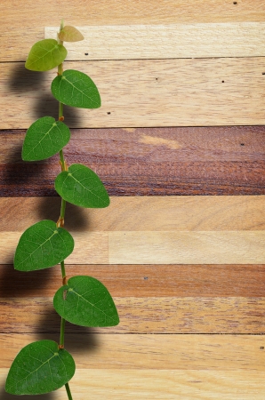 Climbing plant on wood wall background.の写真素材