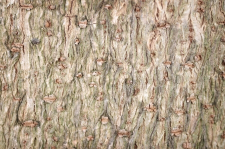 Texture of living tree.の写真素材