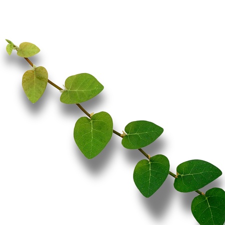 Climbing fix tree or ivy isolated on white, clipping path.の写真素材