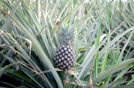 Closeup of raw pineapple in agriculture land.の写真素材