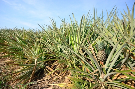 Closeup of raw pineapple in agriculture land.の写真素材