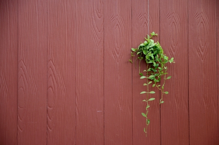 Hanging flower on the wall.の写真素材