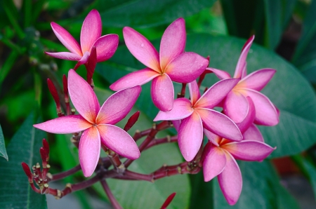 Pink Leelawadee or frangipani flower.の写真素材