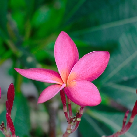 Pink Leelawadee or frangipani flower.の写真素材