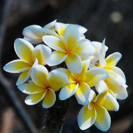 Yellow and white leelawadee or frangipani flower.                               の写真素材