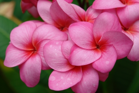 Pink Leelawadee or frangipani flower.の写真素材