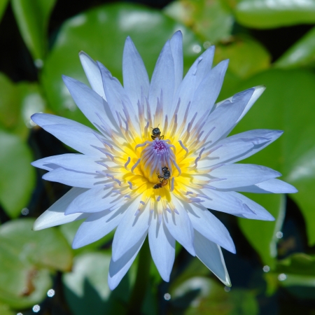 Natural purple lotus with bees.                               の写真素材